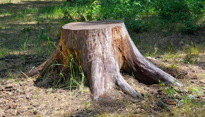 Stump Removal Services Qualicum, Parksville, Nanaimo.